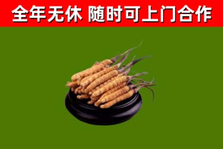 抚州烟酒回收冬虫夏草.jpg