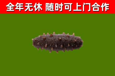 抚州烟酒回收干海参.jpg